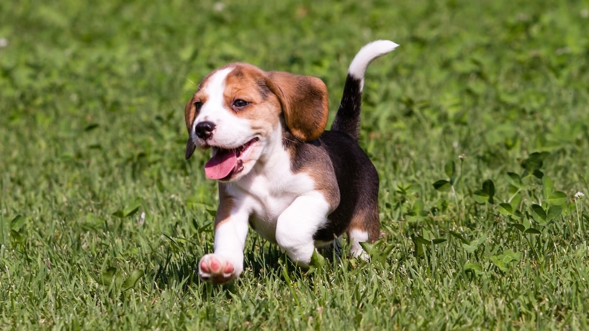 beagle