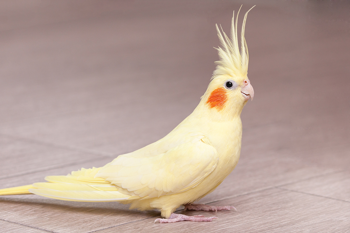 cockatiel
