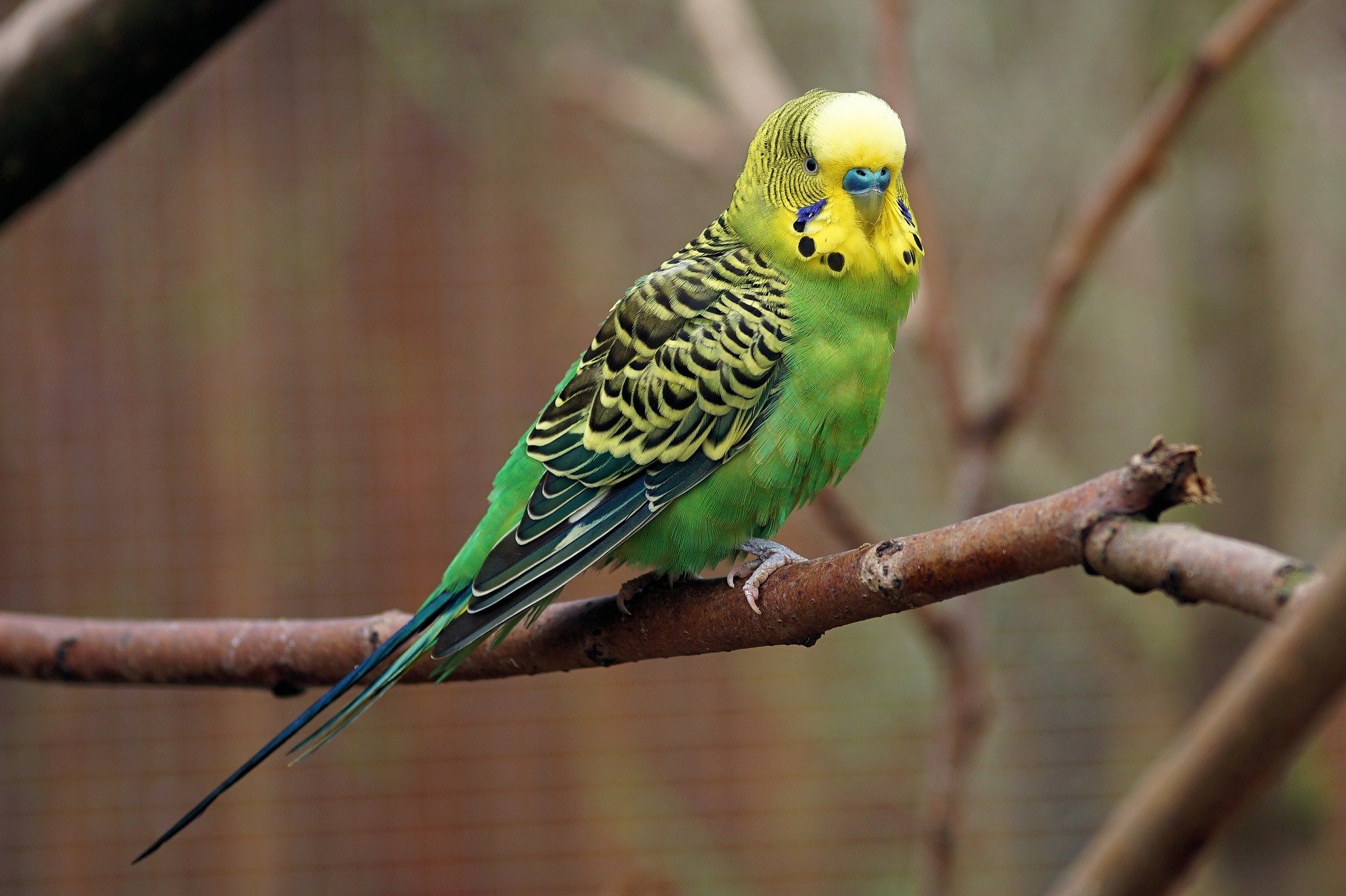 parakeet